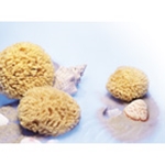 Sea Wool Natural Sponge ~ MEDIUM