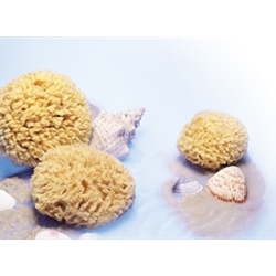Sea Wool Natural Sponge ~ MEDIUM
