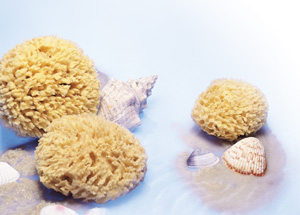 Sea Wool Natural Sponge ~ SMALL